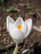 Crocus Flower bud at Spring