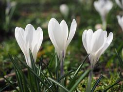 Crocus Flower Spring
