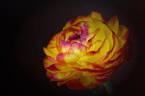 Ranunculus, lush Yellow-Red Flower at black background