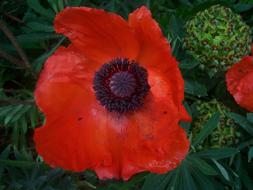 Poppy Flower