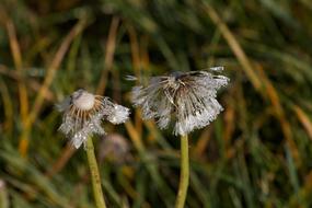wilted dandelion in the garden