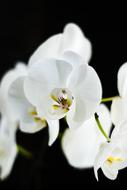 branch of white orchid on black background