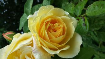 Yellow Rose Flora in garden