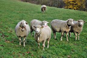 walking flock of fluffy sheep