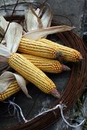 Sweet boiled corn in a pot