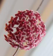 Hoya Porcelain Flowers