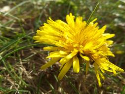 bright yellow dandelion in the field close up