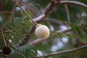 African Locust Tree