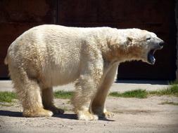polar bear snarling