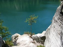 tree on a thin pole in the mountains near a lake