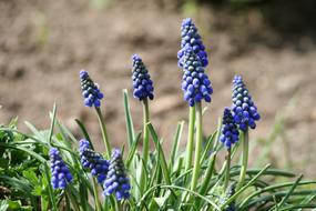 blue muscari neglectum