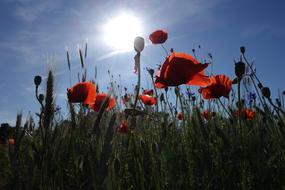 Poppies Meadow at sunlight