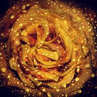 Close-up of the beautiful, yellow and orange rose flower in water drops, among the darkness