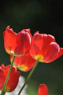 Poppy Red Flower closeup