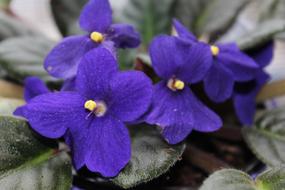 Violet Flowers petals