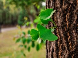 a flowering leaf on a tree