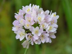 Garlic Flower at garden