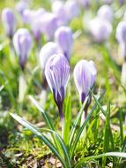 Crocus Flower Spring