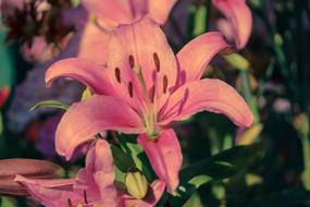 Nice Pink Lily Flower