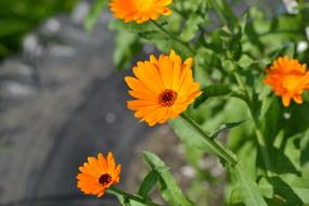 Flowers Garden Calendula