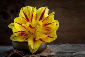 yellow tulip with burgundy veins