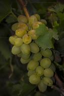 sweet grapes on a bunch