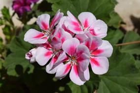 Geranium Flower
