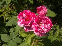 Rose Pink Red