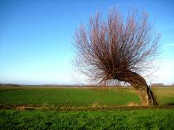 Wind Chur Tree Windschief