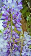 Branch Of Purple Acacia Flowers