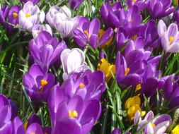 meadow of spring crocuses close up