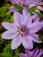 Growing a beautiful flower
