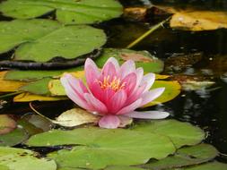 landscape of Lily Water Flower nature
