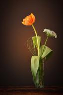 Orange Tulip Flowers in vase