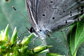 Butterfly Flowers Affix