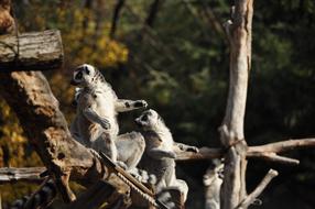 Cute lemurs in a tree at the zoo