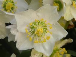 Rose Christmas Helleborus Niger