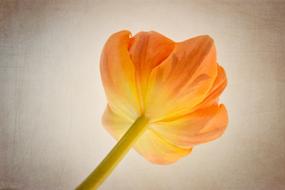 closeup view of Orange Tulip Flower