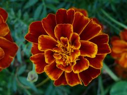 Orange marigold Flower at Summer