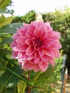 pink dahlia bud, close-up