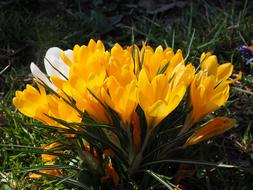 bush of yellow crocuses close up