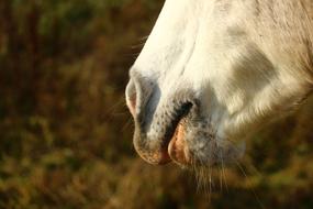 mouth of a pretty white horse