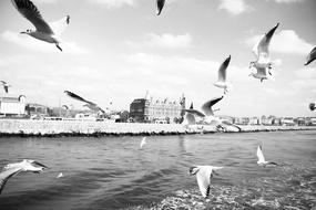 flock of seagulls soaring over the water