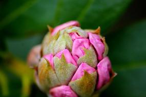 pink Rhododendron Flower Plant
