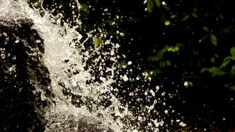 splashing water against a background of trees