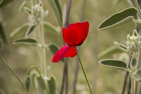 Flower Papaver Rhoeas Red