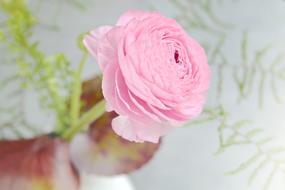 Pink Ranunculus Flower at spring