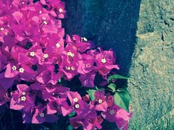 Flowers Wall Purple