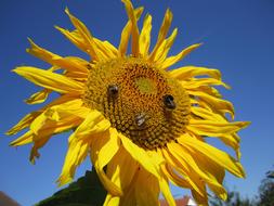 Sunflower Sky Flower