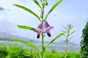 Purple Sesame Safed Flower